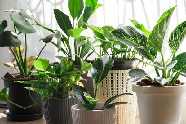 Им нужен отдых: как подготовить комнатные растения к зиме