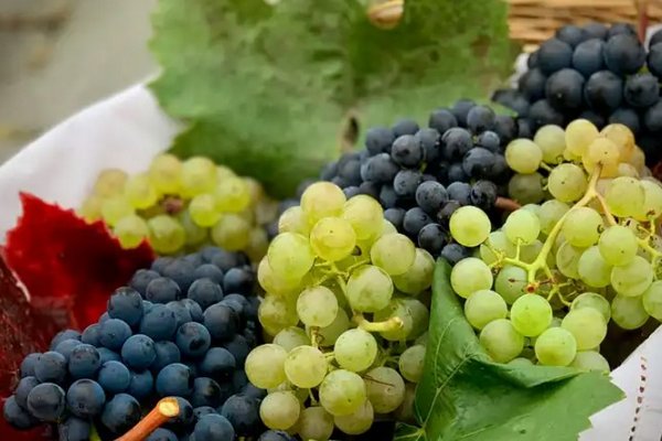 Спешите купить: нашли новую пользу винограда