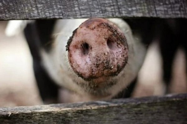 Очень заразный вирус: в Киеве зафиксирована вспышка африканской чумы свиней