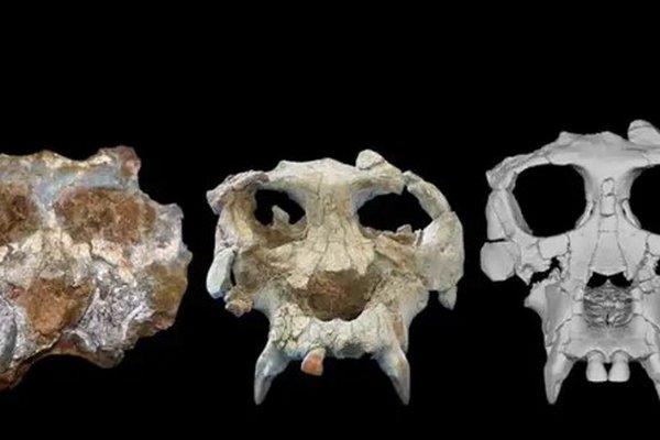 Ученые реконструировали череп обезьяны возрастом 12 миллионов лет