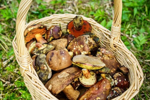 7 правил сбора грибов, которые уберегут жизнь во время 