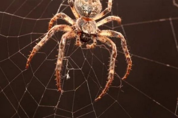 Не убивайте пауков и избегайте конфликтов: что стоит знать об этом дне