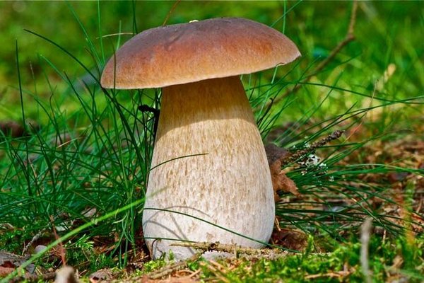 Как отличить белые грибы и не отравиться - советы грибников