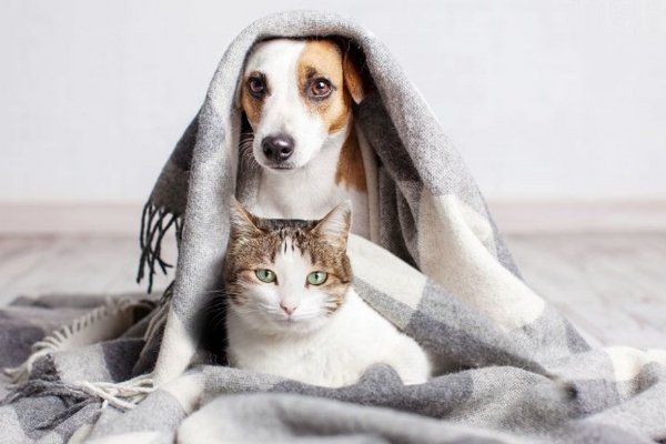 Как правильно согревать животных в холода: советы от ветеринара