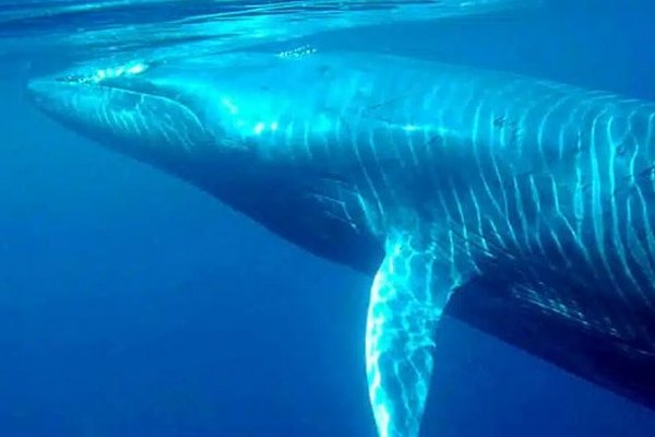 Что общего между человеком и китом – ответ ученых