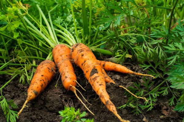 Поможет луковая шелуха: как правильно хранить морковь, чтобы она не портилась до весны