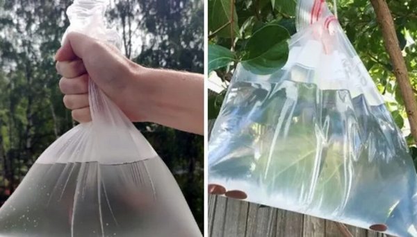 Зачем садоводы вешают на деревья пакеты с водой: полезный лайфхак