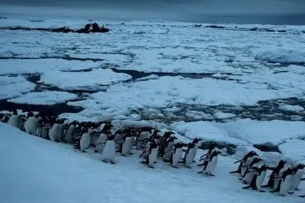 В Антарктиде обнаружен опасный вирус – есть первые жертвы