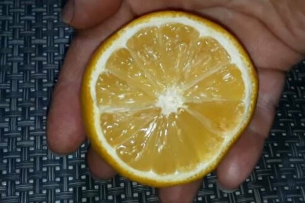 Что делать, чтобы лимоны хранились долго: два действенных совета
