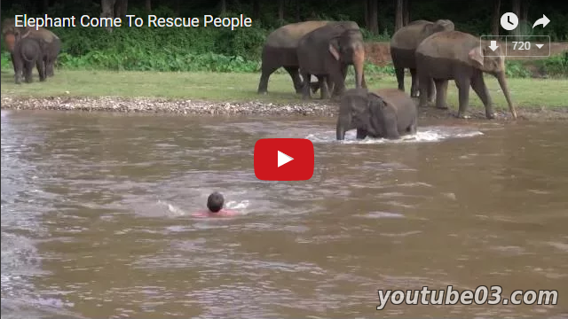 Слоненок спас своего тонувшего друга-человека (Видео)