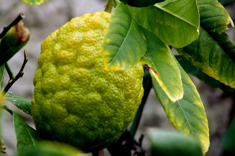 Цитрон – родственник лимона