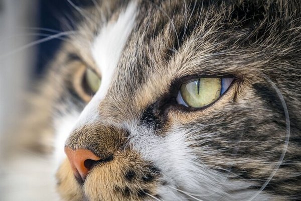 Сухой, влажный или горячий: каким должен быть нос у кота и что это значит