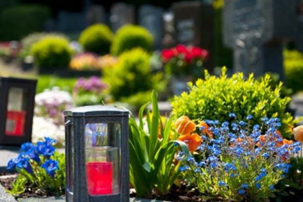 Эти цветы нельзя сажать на кладбище: три растения, которым не место на могиле