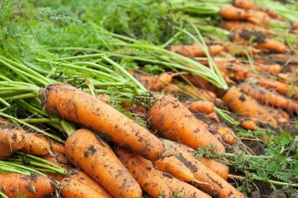 Когда сажать морковь весной 2024 года: названы даты по лунному календарю