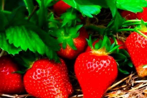 Как вырастить клубнику, чтобы получить крупные ягоды: главные советы опытных огородников