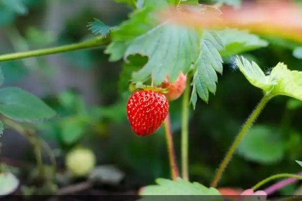 Основные правила полива клубники: ягоды будут обрывать ветки
