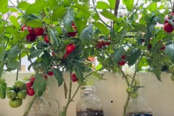 Как защитить помидоры от вредителей и сберечь урожай: полезные хитрости
