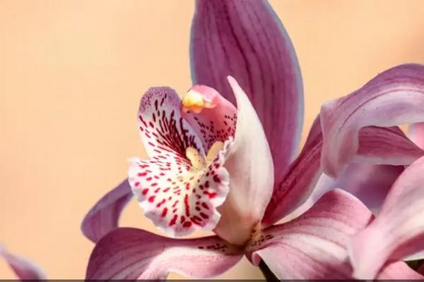 Главная причина, почему орхидея не цветет: как исправить ситуацию
