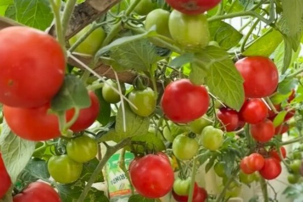 Секреты выращивания рассады помидоров для хорошего урожая: используйте этот метод