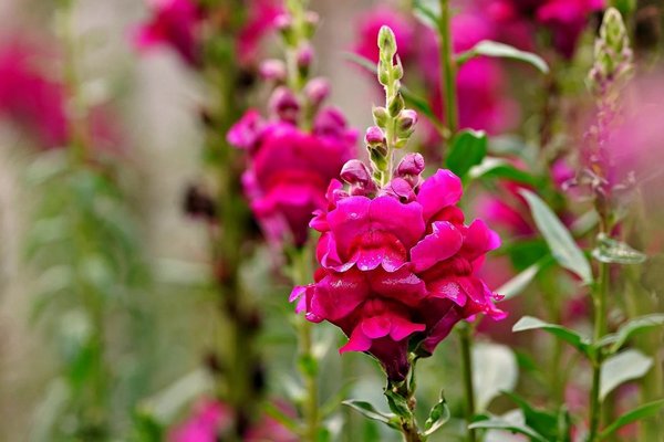 Наполнят ваш сад весной: 7 прекрасных цветов