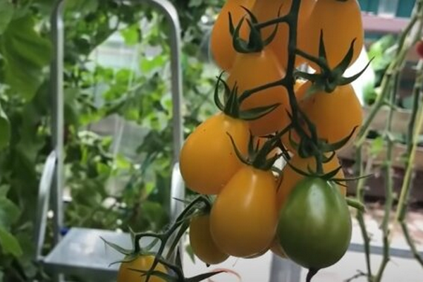 Как ускорить рост помидоров: опытные хозяйки поделились хитростью