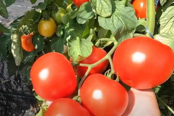 Ветки будут ломиться от помидоров: как ускорить и улучшить урожай