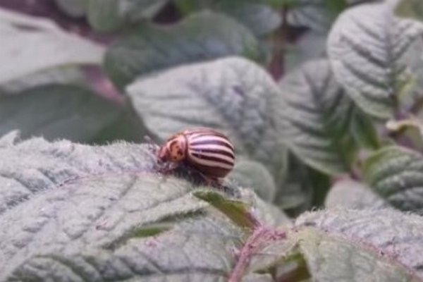 Как спасти урожай от колорадского жука: три эффективных метода без химии