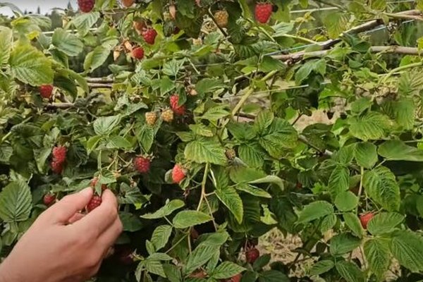 Как и когда сажать малину в открытый грунт: раскрыты тонкости выращивания