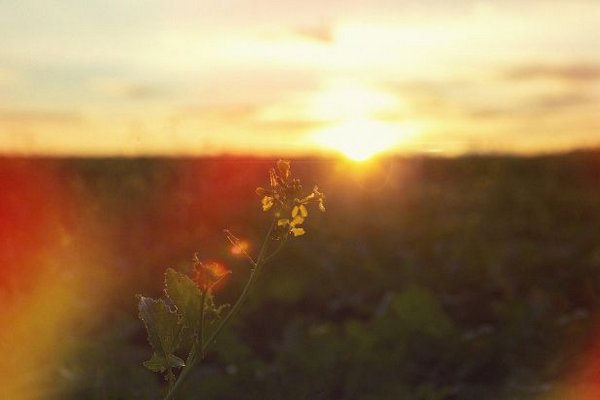 Сегодня самый длинный день в году. Что нужно делать в солнцестоянее и что запрещено