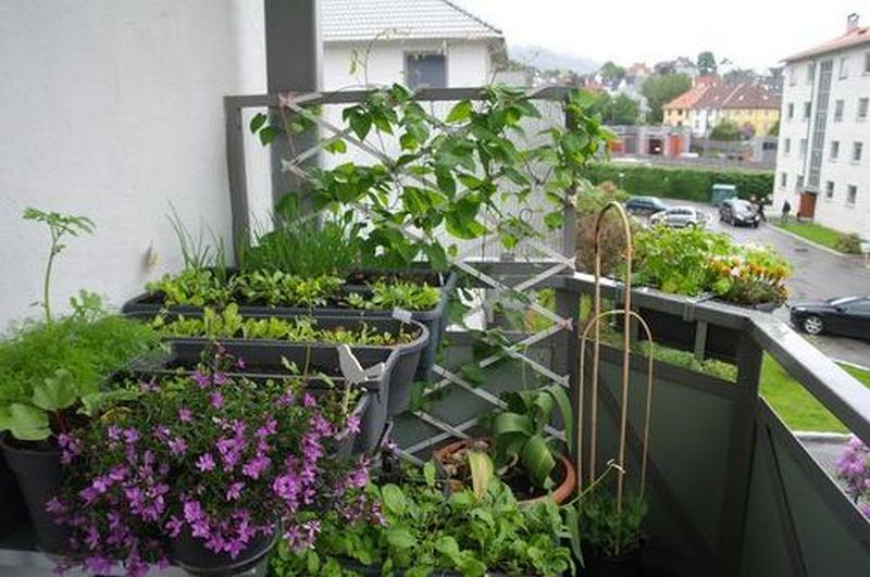 Как сделать огород на балконе