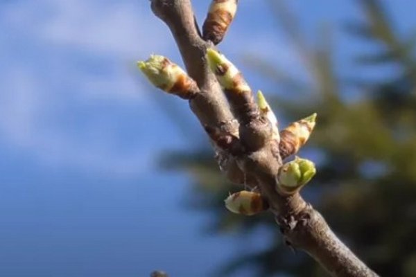 Какие деревья нельзя обрезать, чтобы не потерять урожай: садоводы предупредили об опасности