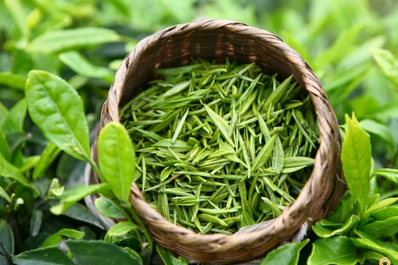 Зелёный чай — напиток здоровья и долголетия
