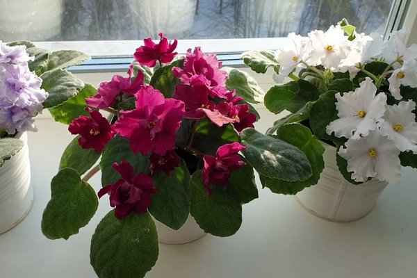 Секреты ухода: как поливать фиалки, чтобы они цвели круглый год Секреты ухода: как поливать фиалки, чтобы они цвели круглый год