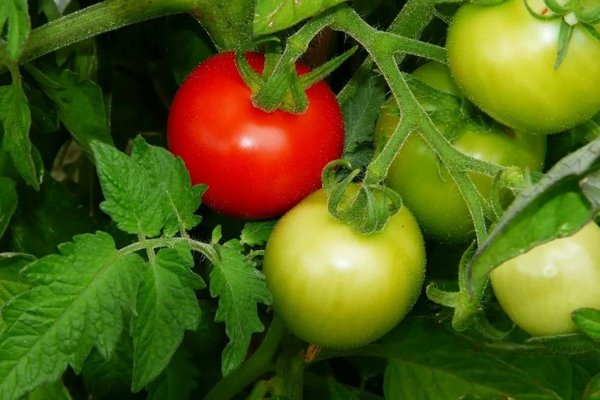 Майские подкормки томатов: 5 дней для Майские подкормки томатов: 5 дней для