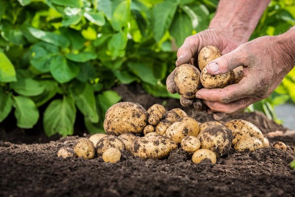 Стимуляция клубнеобразования: научный подход к урожаю картофеля