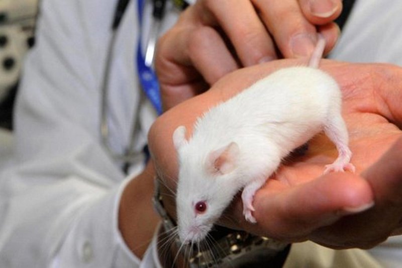 На пороге открытия: препарат помог вылечить от рака почти 100% мышей