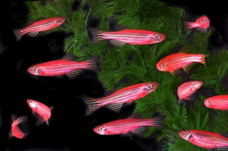 Ученые создали 3D-копию рыбки и подружили ее с сородичами