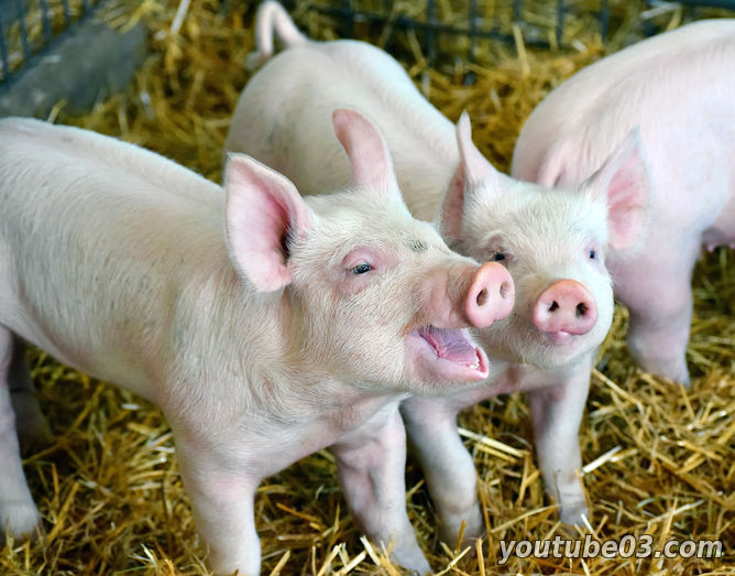 ​Свиньи могут быть оптимистами и пессимистами