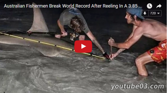 ​Австралийские рыбаки поймали акулу-молот рекордных размеров