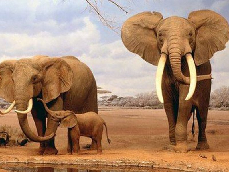 Ученые объяснили, почему слоны редко болеют раком