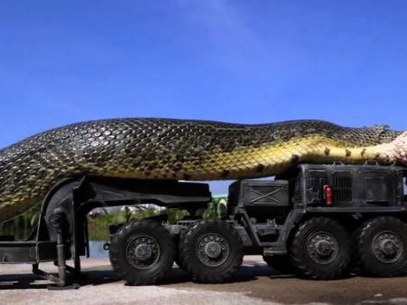 В результате потепления змеи станут размером с автобус