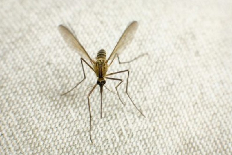 Восемь ароматов, которые отпугнут всех комаров от вашего дома