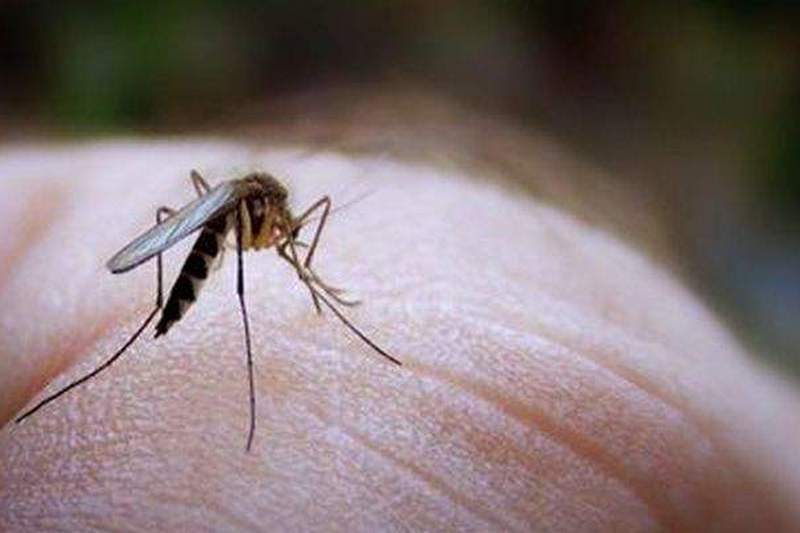 Ученые выяснили, какой витамин защищает от комариных укусов