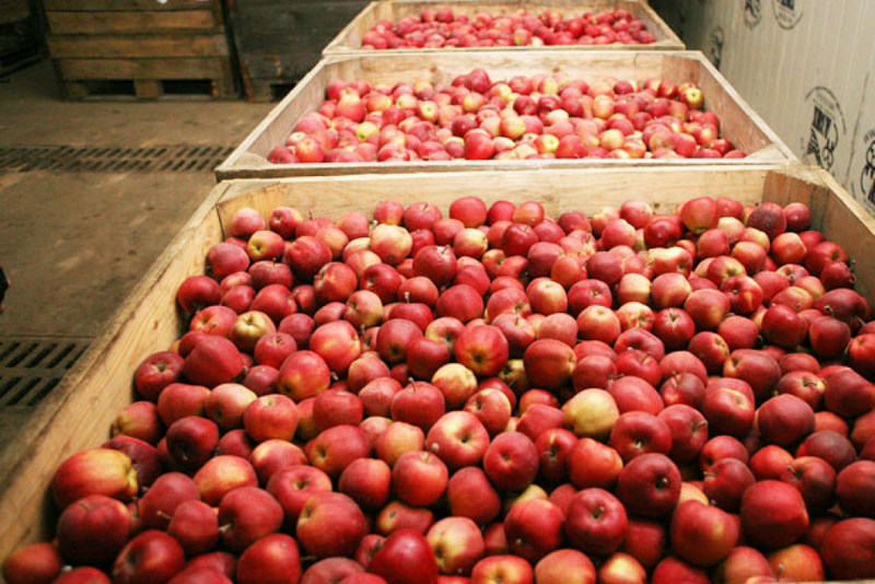 Эксперт: чтобы надолго сохранить урожай яблок, нужно постоянно перебирать плоды и соблюдать температурный режим