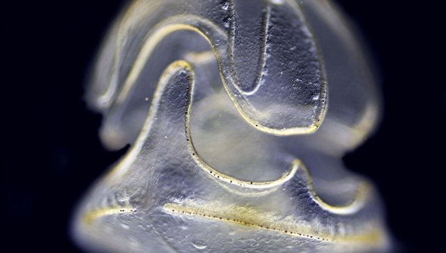 Океанологи нашли необычное животное – у него есть голова, но нет тела