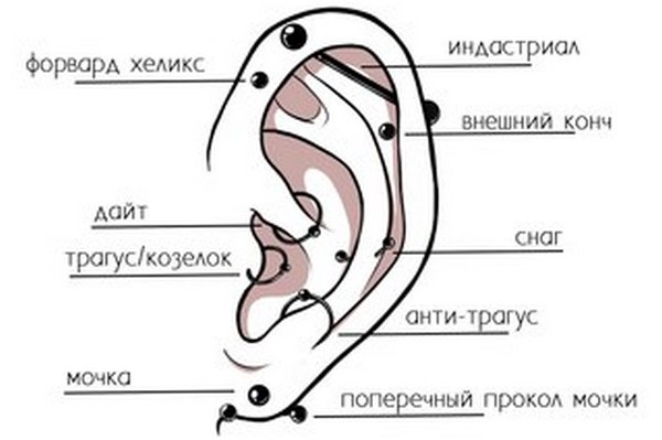 Разновидности пирсинга уха