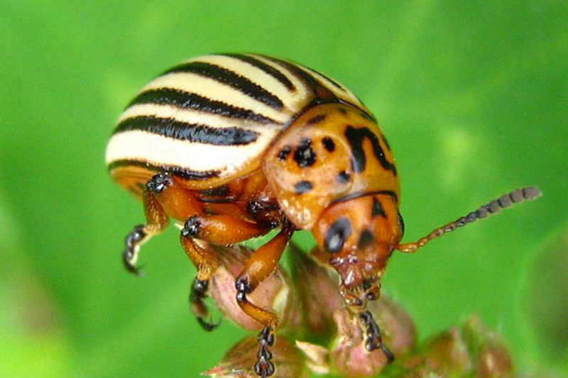 Раскрыта самая страшная тайна колорадских жуков