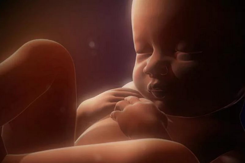Этапы развитие эмбриона и плода