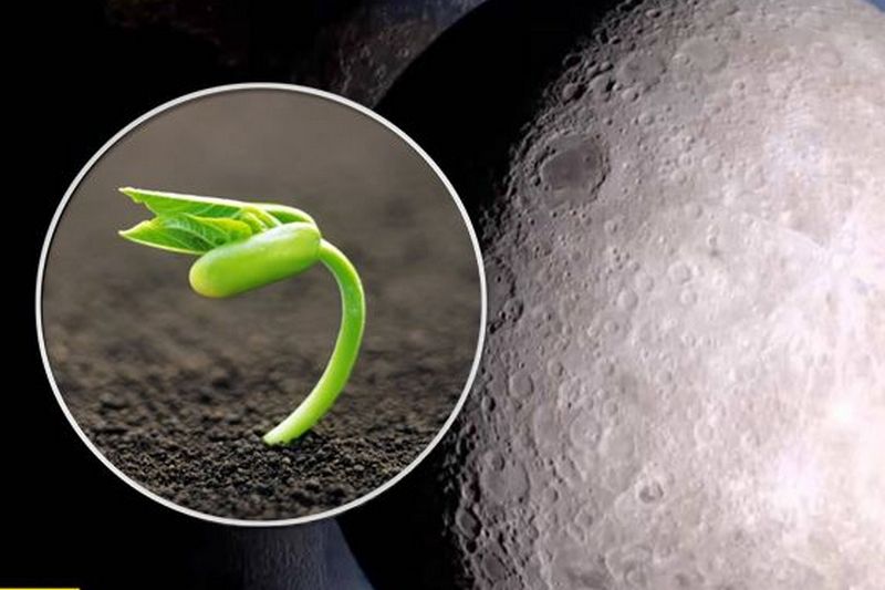 Семена на растущую луну. Луна и растения. Растительность на Луне. Семена хлопка на Луне. Луна и Росток.