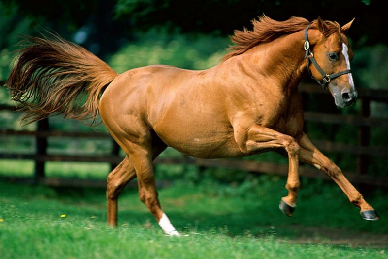 Какие бывают породы лошадей